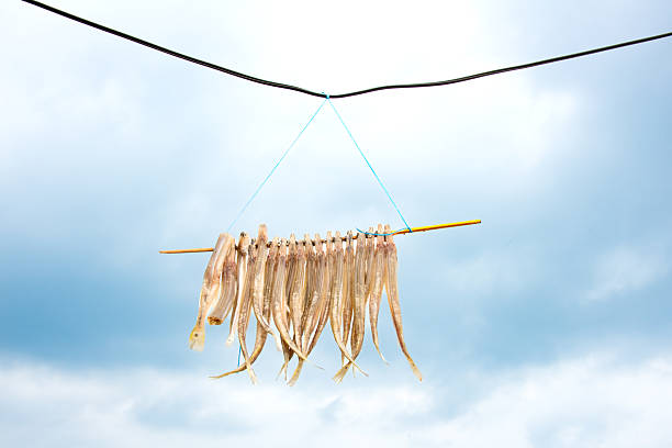 Dried lizardfish (or similar small fish) hanging on a string and stick against a dramatic, overcast sky, a traditional Asian preservation method.