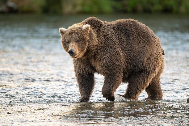 istock Alaskan brown bear searching for salmon in Brooks River at sunrise 2248557659
