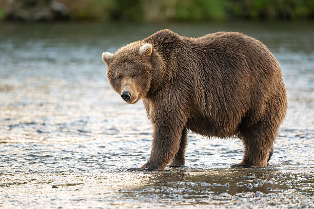 istock Alaskan brown bear searching for salmon in Brooks River at sunrise 2248557662