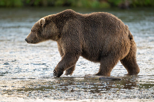 istock Alaskan brown bear searching for salmon in Brooks River at sunrise 2248557663