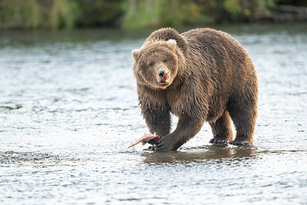 istock Alaskan brown bear feeding on salmon in Brooks River at sunrise 2248557666
