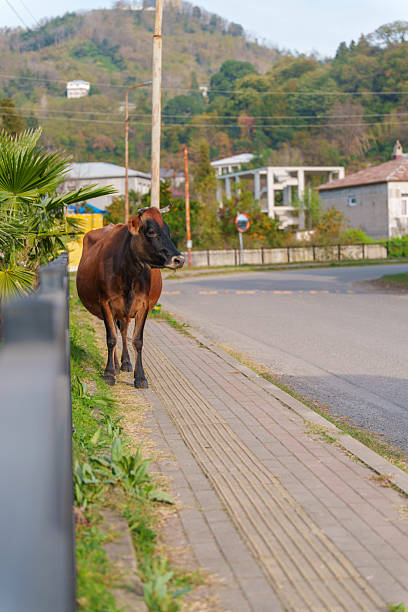 Cow Walking Along Suburban Sidewalk Street. High quality photo