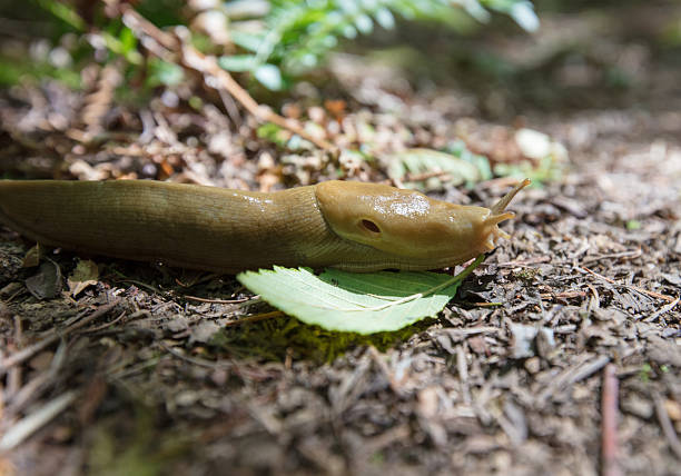 istock banana slug in the nature 2248559720
