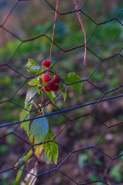 Ripe Raspberries Growing Through Fence. High quality photo