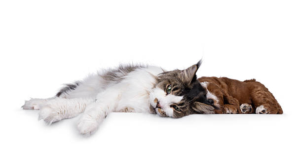 istock Cat and dog on white background 2248560845