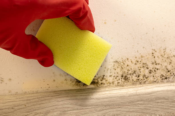 istock Hand clean black mold fungus growing on the wall under baseboard with sponge. Dampness problem concept. Condensation at home. 2248561071