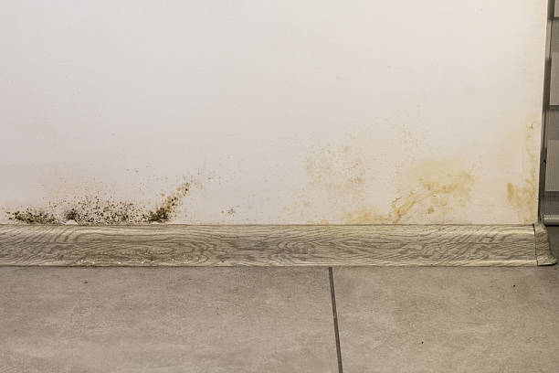 istock Black mold fungus growing on the wall under baseboard. Dampness problem concept. Condensation at home. 2248561075