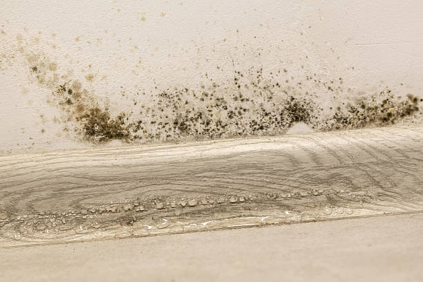istock Black mold fungus growing on the wall under baseboard. Dampness problem concept. Condensation at home. 2248561078
