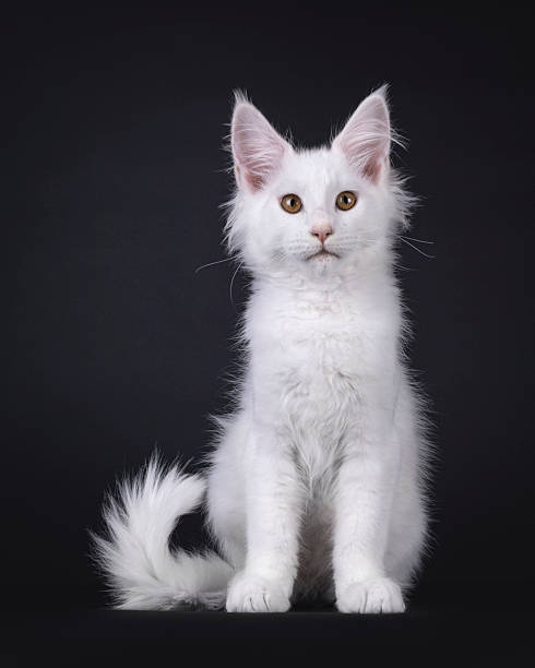 istock Maine Coon kitten on black background 2248561256