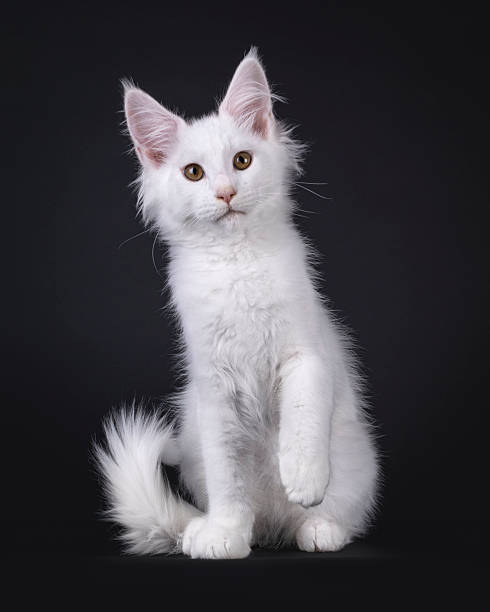 istock Maine Coon kitten on black background 2248561288