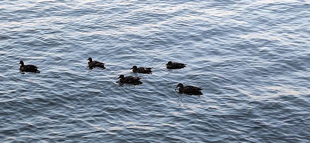 A flock of ducks swimming in the Hudson River in the Evening.