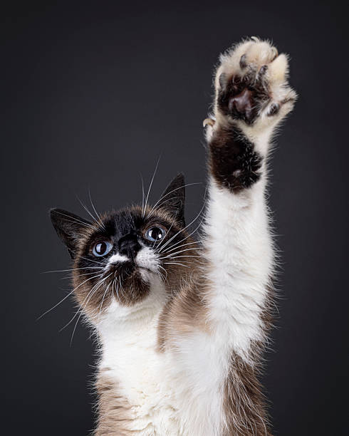 istock Snowshoe cat on black background 2248561381