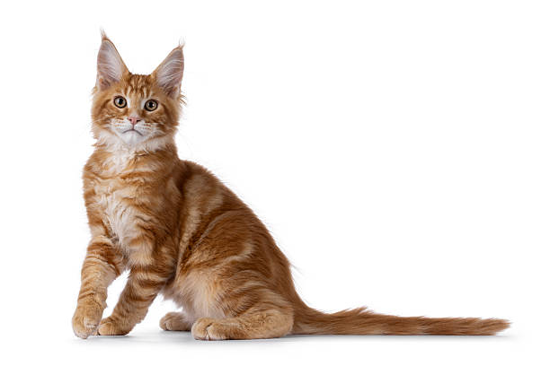 istock Maine Coon cat kitten on white 2248561450