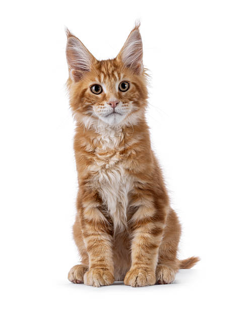 istock Maine Coon cat kitten on white 2248561472