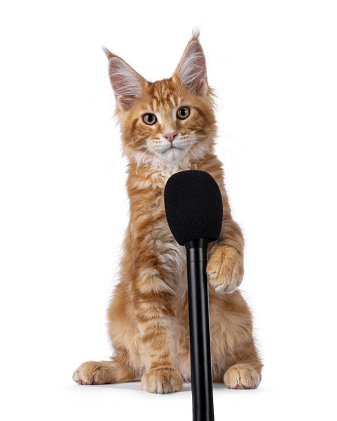 istock Maine Coon cat kitten on white 2248561526