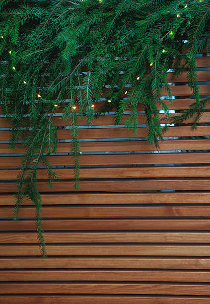 Fresh pine branches hang above wooden wall creating Christmas natural festive texture