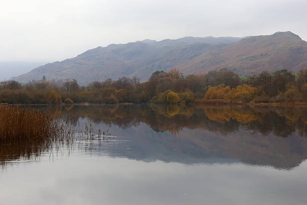 Trees with roots exposed at Derwentwater Lake district uk