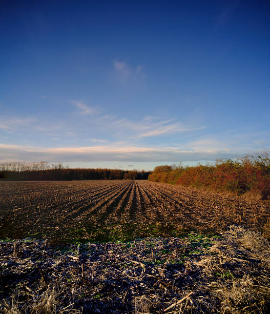 Freshly plowed agricultural field with strong linear perspective leading to the horizon, illuminated by warm sunset light under a wide blue sky with clouds. Rural landscape, farming, sustainability and nature background.