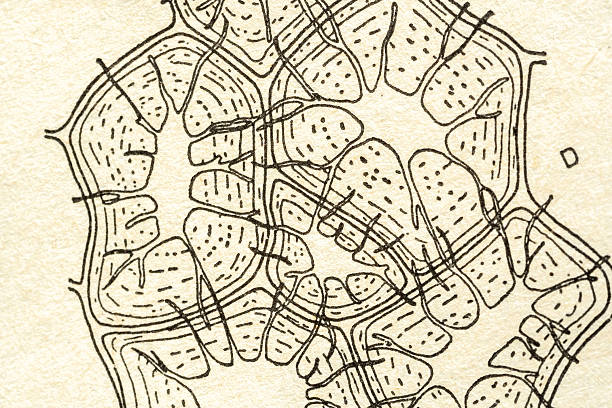 Retro vintage biological plant cell structure illustration part macro close up, abstract science background from old printed textbook, detailed organic pattern under microscope, biology nature concept