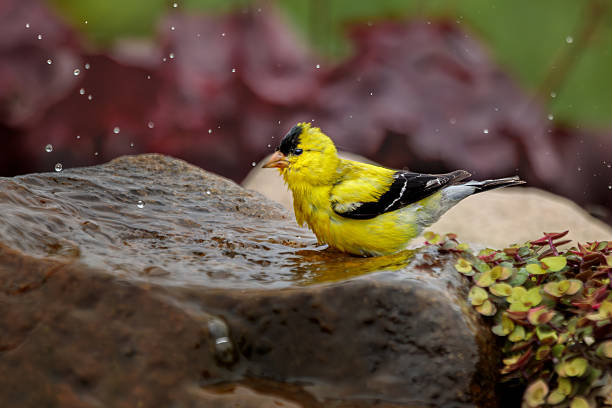 istock American Goldfinch in Fountain 2248565828