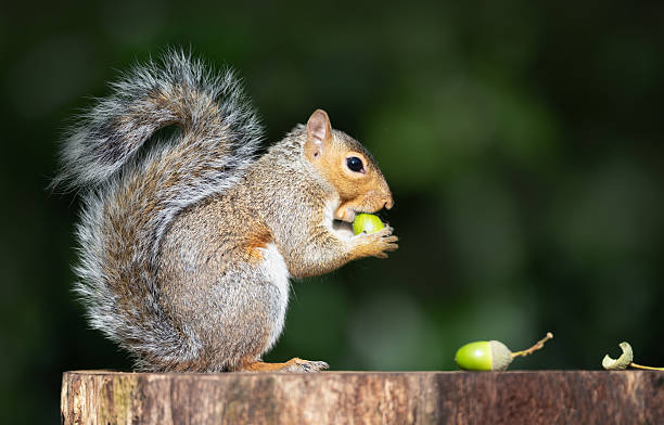 istock Grey Squirrel holding and eating green acorn on a tree stump 2248568945