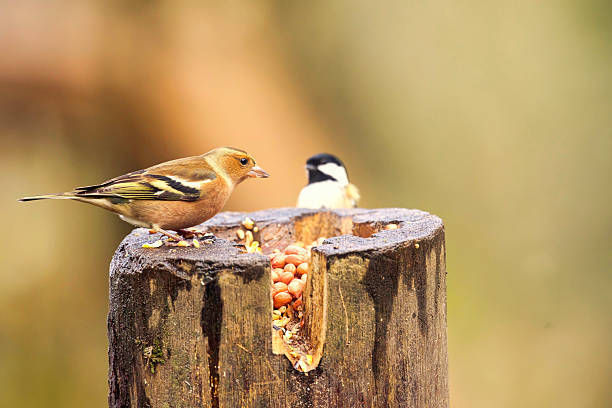 Male Chaffinch has first go at the bird food whilst a Coal Tit waits. Perfect focus on Chaffinch.