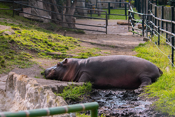 Hippopotamus resting on mud inside a zoo enclosure