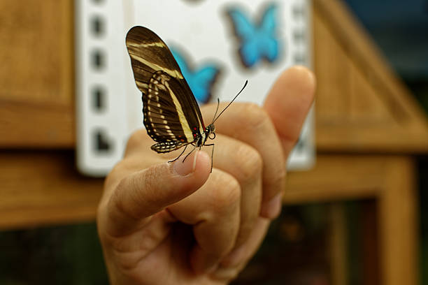 Yellow butterfly on hand