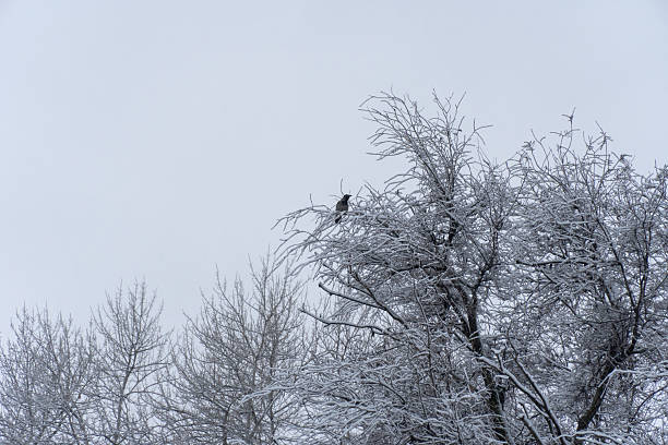 Crow sits on snow-covered branches tree in winter park. Black and grey bird watching wild life of nature on top of tree. Long tail and beautiful wings. White branches of stillness plant after snowfall