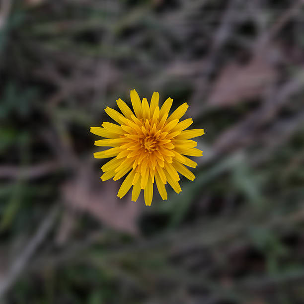 Yellow Wild Chrysanthemum