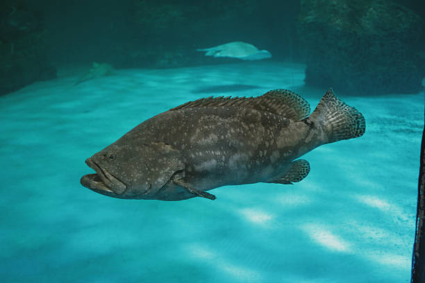 istock Observe the impressive scale of a large grouper fish as it slowly glides through the tranquil, deep blue underwater world. Its unique markings stand out against the soft light filtering from the surface, embodying calm marine life. 2248572637