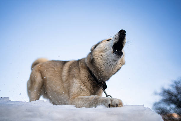 istock Husky wearing collar, chain-tethered, howling amid snowy landscape with azure backdrop, embodying wild canine spirit 2248572713