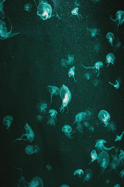 A large swarm of tiny, translucent jellyfish drifts through the dark, emerald-green depths. Their glowing bodies and delicate movements create a mesmerizing, alien-like spectacle in the murky ocean.