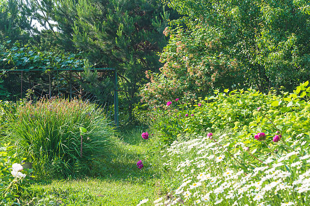 istock Summer garden with blooming peony flowers and white daisies 2248573388