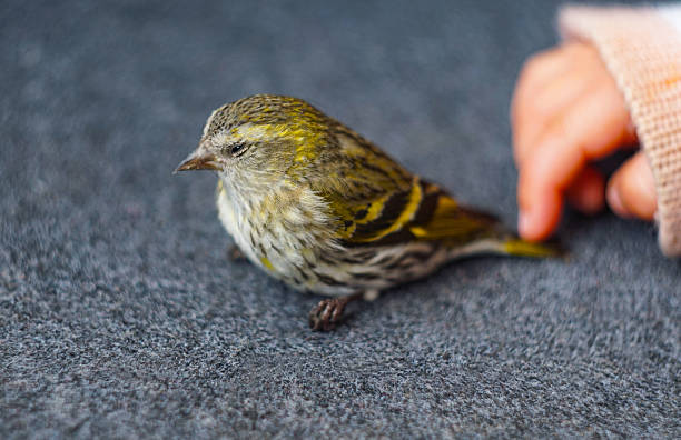 A sparrow sits on a child's palm