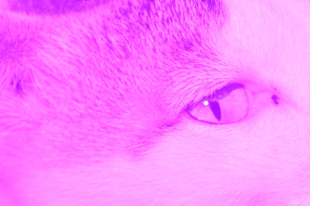 The cat eye with purple color tone
