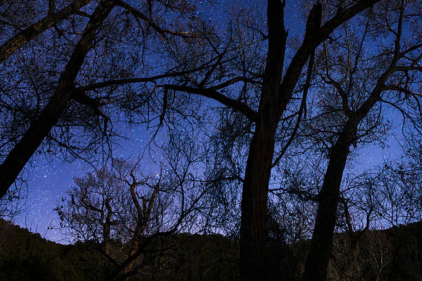 Scenic landscape with cottonwood tree against dark sky full of stars and parts of the Milky Way visible.