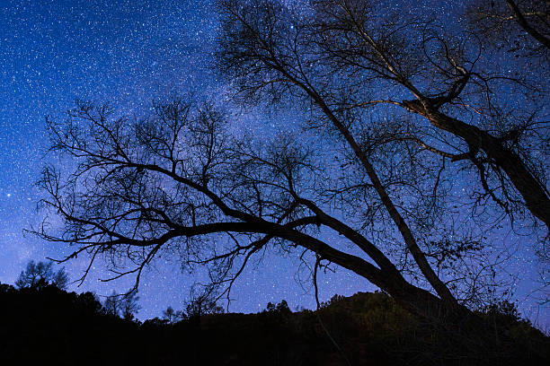 Scenic landscape with cottonwood tree against dark sky full of stars and parts of the Milky Way visible.