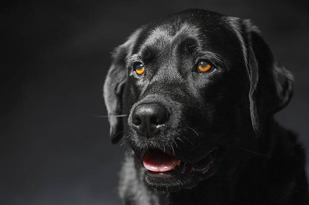 istock Black Labrador Retriever dog on a dark background. 2248577298