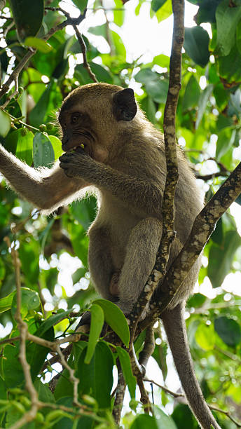 Juvenile macaque examines lush leafy environment under sunlight Nusa Penida Kelingking Beach Bali