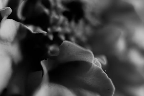 istock Macro photograph of a marigold flower. 2248578875