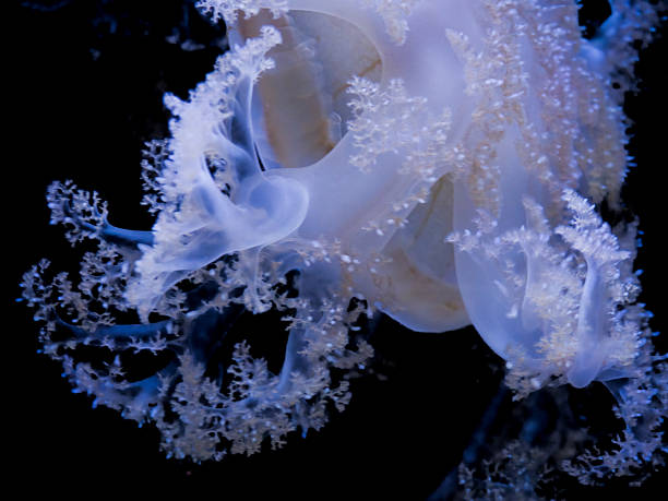 Close-up view of a translucent jellyfish drifting in aquarium waters, showcasing its elegant, branching structure and ethereal blue glow. The delicate textures and organic shapes evoke a surreal, dreamlike atmosphere – ideal for use as an abstract marine texture or conceptual biological background.