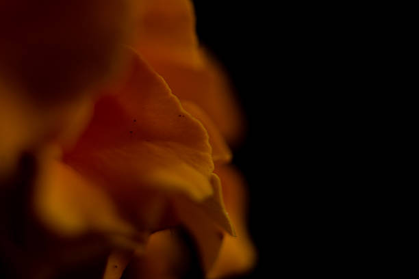 Macro photograph of a marigold flower.