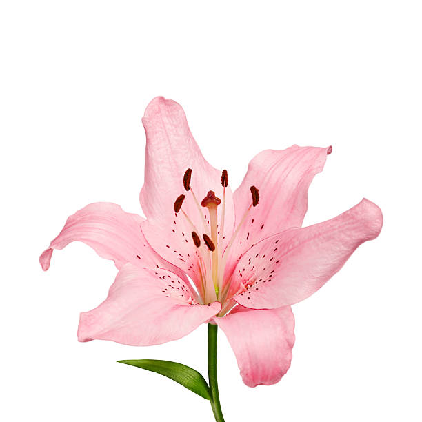 istock Single pink Lilium flower isolated on white. 2248579340