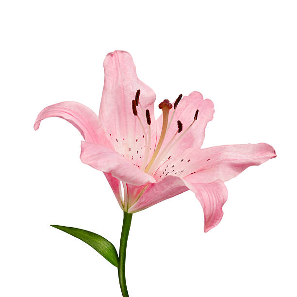 istock Pink lily flower (Lilium) isolated on white background. 2248579341