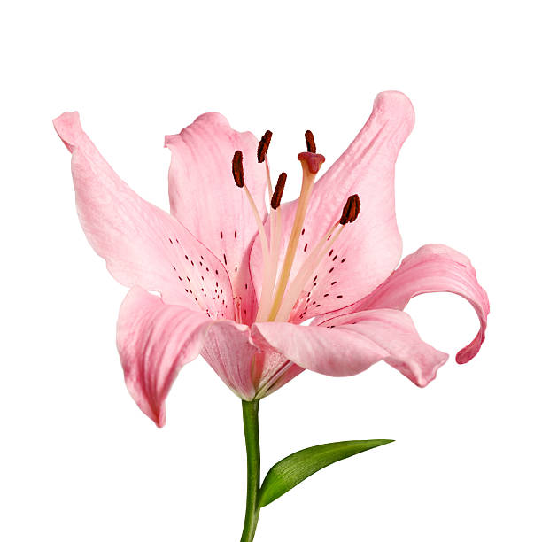 istock Close-up of pink Lilium bloom on white. 2248579348