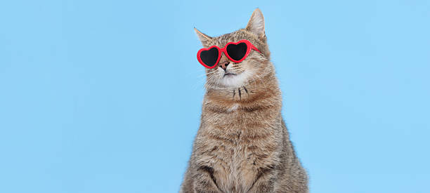 istock Tabby Cat in Heart-Shaped Sunglasses 2248580042