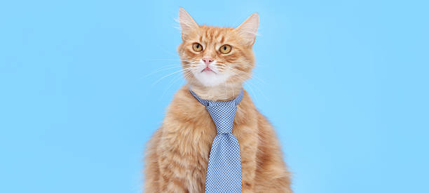 istock Business Cat in Tie on Blue Background 2248580172