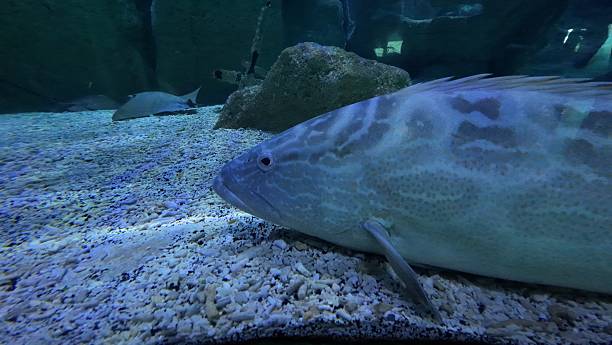 istock Yellowmouth Grouper fish close up shot. Underwater scene. 2248580180