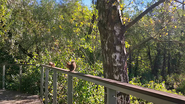 Two squirrels interact competitively on a railing, displaying natural forest animal behavior. This frame is useful for content about biology, ecosystems, and animal observation.